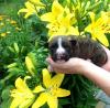 Продам щенка Ukraine, Kiev American Staffordshire Terrier