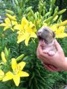 Продам щенка Ukraine, Kiev American Staffordshire Terrier