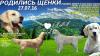 Продам щенка Россия, Череповец Золотистый ретривер, Голден-ретривер