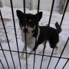 Продам щенка Россия, Омск , помесь лайки с волкособом