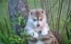 Продам щенка Sweden, Goteborg Other breed, SIBERIAN HUSKY