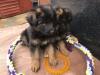 Куплю щенка United Kingdom, Portsmouth German Shepherd Dog