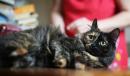 Отдам котят в добрые руки Россия, Москва Беспородная