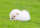 Отдам щенка в добрые руки Австрия, vienna , pomeranian