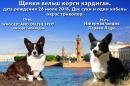 Продам щенка Россия, Санкт-Петербург , вельш корги кардиган