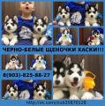 Продам щенка Россия, Плесецк Хаски
