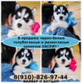 Продам щенка Россия, Сыктывкар Хаски