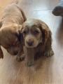 Продам щенка Россия, Санкт-Петербург , Cocker Spaniels