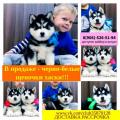 Продам щенка Россия, Владимир Хаски