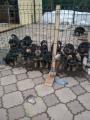 Продам щенка Россия, Москва , Хотошо (бурят-монгольский волкодав)