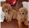 Продам щенка Latvia, Riga Golden Retriever