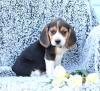 Продам щенка Lithuania, Vilnius Beagle