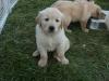 Продам щенка Netherlands, Dordrecht Golden Retriever