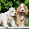 Продам щенка Italy, Milan Cocker Spaniel