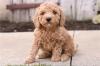 Продам щенка Poland, Warsaw Other breed, Cockapoo Puppies