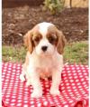 Продам щенка Ireland, Dublin King Charles Spaniel