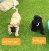 Продам щенка Slovakia, Pardubice , Cane corso