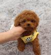 Продам щенка Cyprus, Larnaca , Poodle Toy