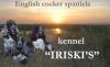 Питомник собак ИРИСКИ*С