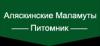 Питомник собак Perro del Norte