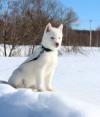 Питомник собак Winterspring