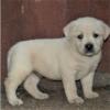 Питомник собак Labrador, different colors available