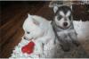 Питомник собак Pomsky Puppies Available